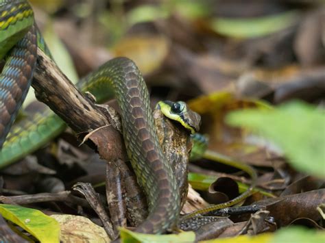 Gambar ular cobra asli Diketahui bahkan ada penggemar reptil yang rela merogoh kocek sebesar Rp